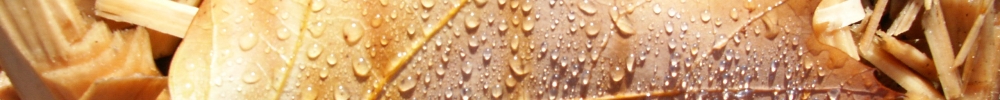 Herfst 06.jpg
